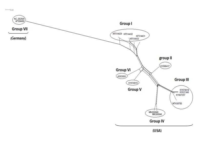  NeighborNet for 15 sequences of spike glycoprotein-coding gene of coronaviruses lineages of HcoV/229E belonging to cluster III (subgroup I). The networked relationships indicate the presence of reticulate events. Boxes imply likelihood of recombination. The phylogenetic network constructed, using SplitsTree4 software, delineated seven distinct clusters. The scale bar shows the number of substitution per nucleotide.
